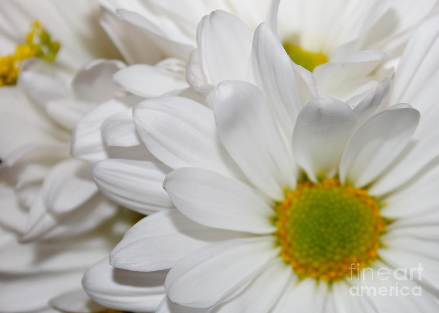 Soft White Daisies Photograph by Mesa Teresita | Fine Art America