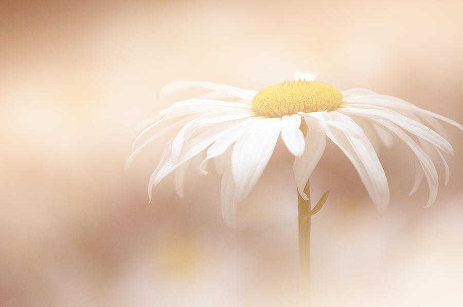 Soft White Daisy Photograph by Joan Han