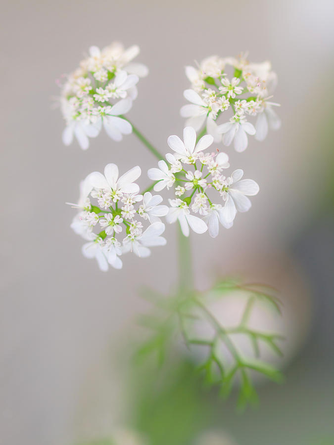 Soft White Flowers Photograph by Christopher Johnson