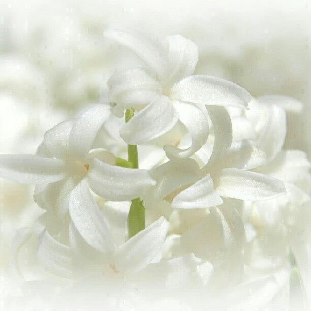 Soft White Flowers Photograph by James Granberry