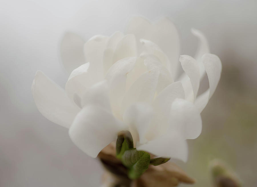 Soft White Photograph by Jody Partin