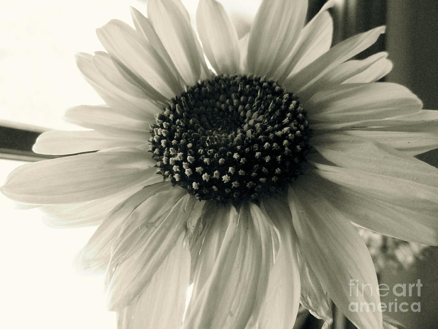 Black And White Photograph - Soft White Light by Trish Hale