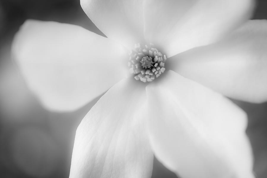 Soft White Magnolia in Black and White Photograph by Joni Eskridge