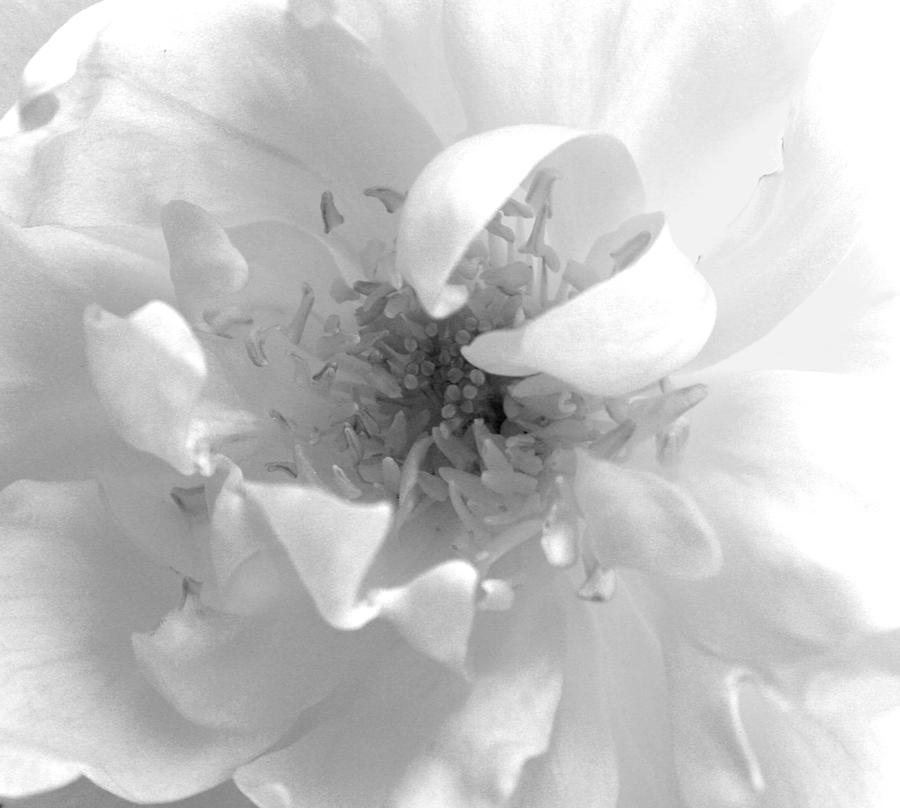 Soft White Photograph by Marna Edwards Flavell