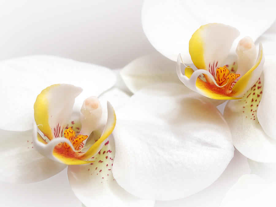 Soft White Orchid Pair Photograph by Gill Billington