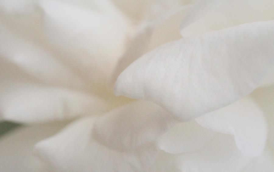 Soft White Petals of Rose Photograph by The Art Of Marilyn Ridoutt-Greene