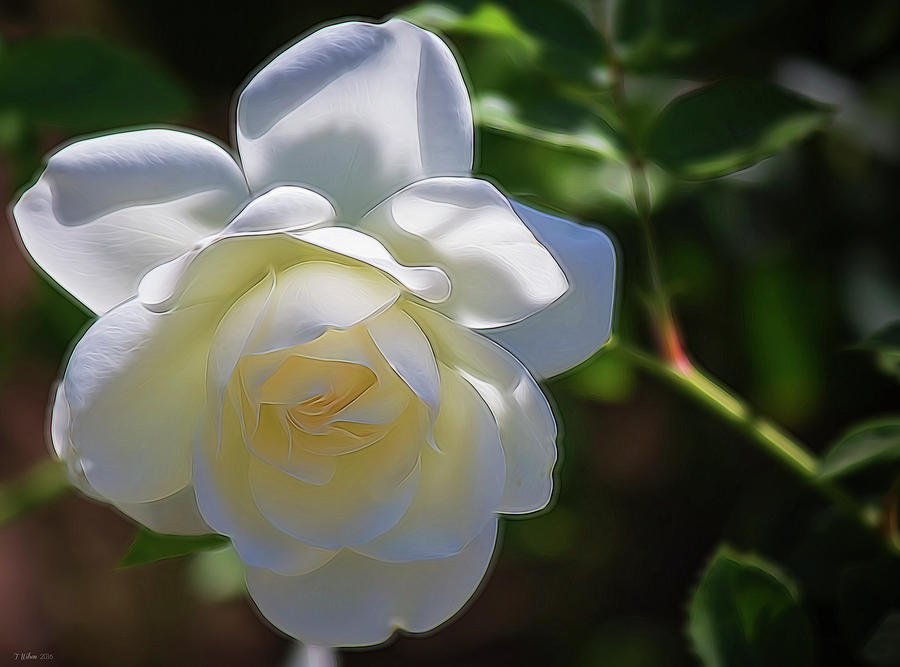 Soft White Rose Digital Painting Photograph by Teresa Wilson