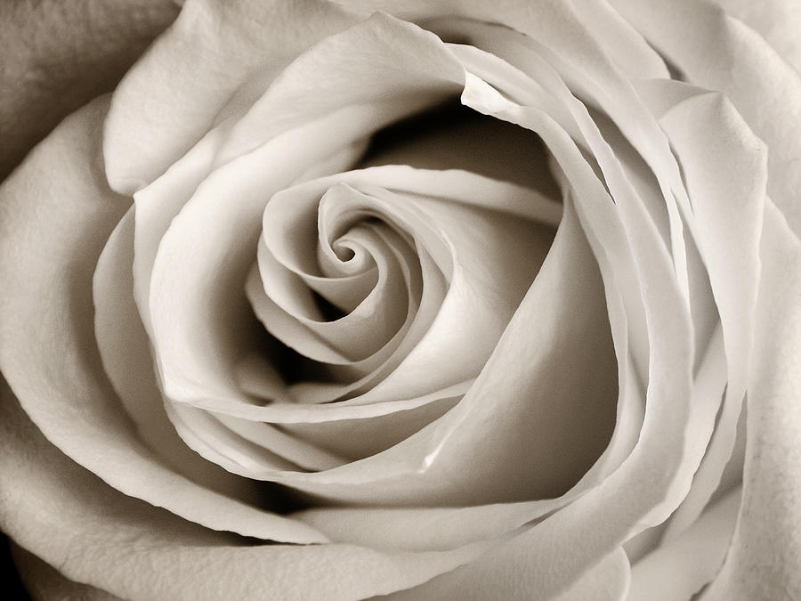 Soft White Rose Photograph by Marilyn Hunt