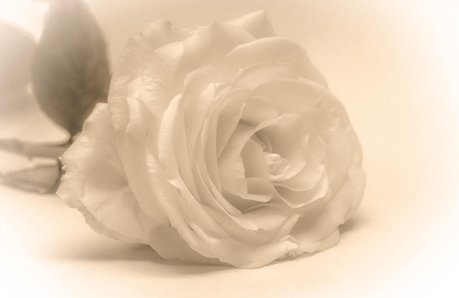 Soft White Rose Photograph by Scott Carruthers