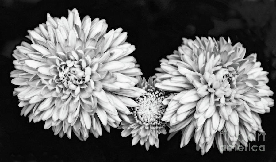Soft  White Triplet Photograph by Mary Haber