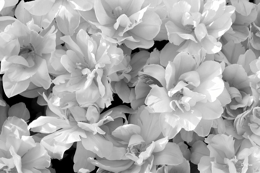 Soft Whites Photograph by Deborah  Crew-Johnson