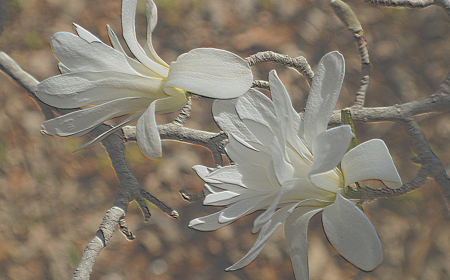 Soft Willowy Mini Magnolias Photograph