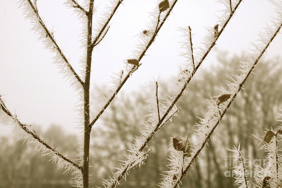 Soft Winter Sepia Branches Photograph by Carol Groenen