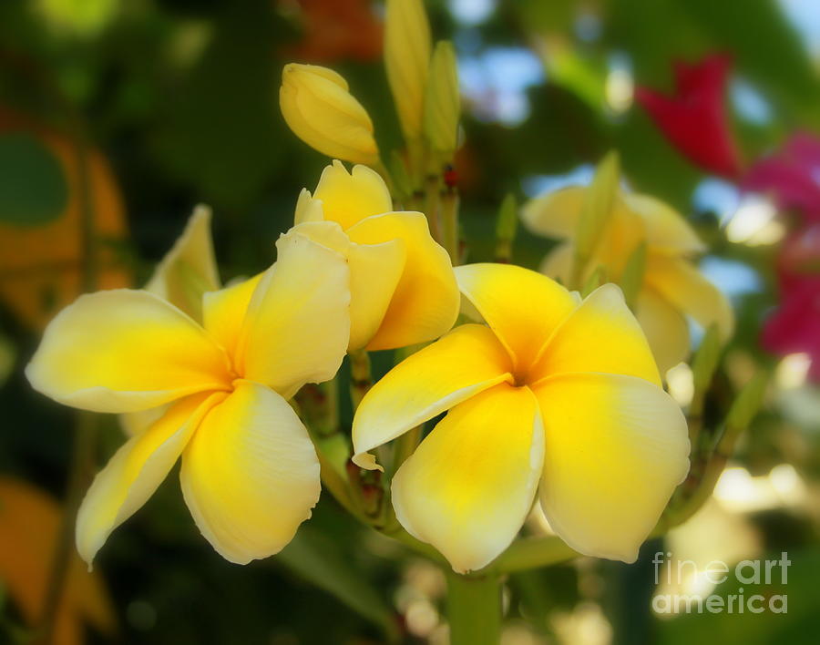Flower Photograph - Soft Yellow blossoms by Charlene Cox