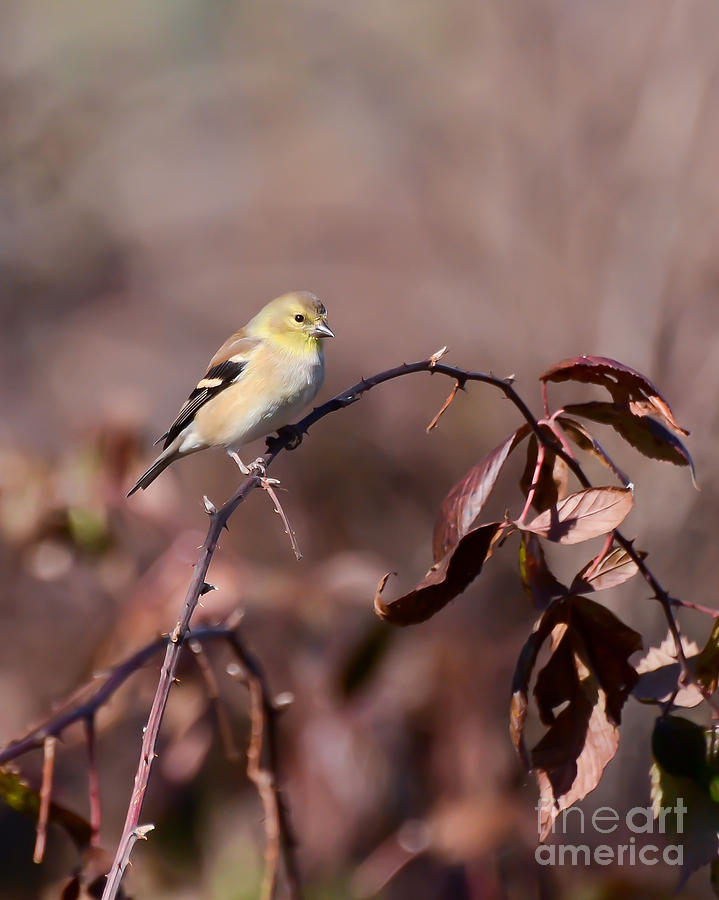 Soft Yellow - Female American Goldfinch Photograph by Kerri Farley