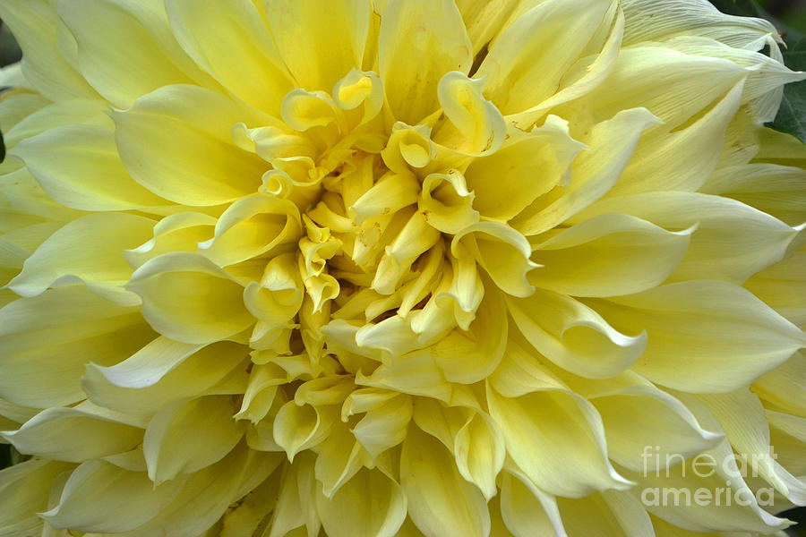 Soft Yellow Flower Photograph by Amy Lucid
