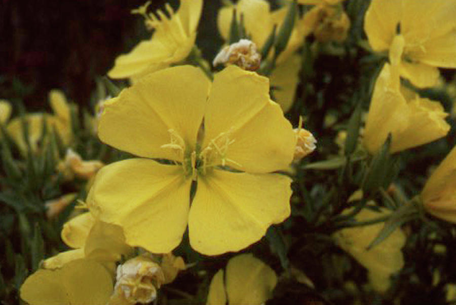 Flower Photograph - Soft Yellow Flowers by Forrest Prater