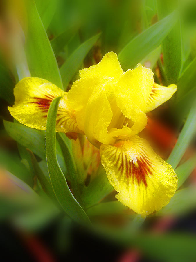 Soft Yellow Iris Photograph by Barbara  White