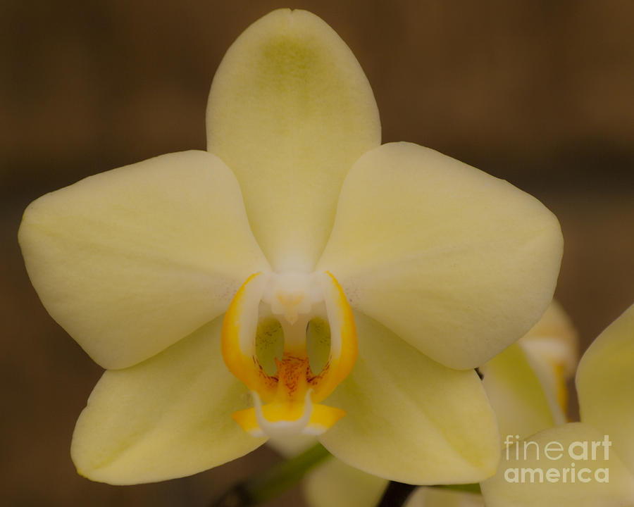 Soft Yellow Orchid Photograph by Ken Frischkorn
