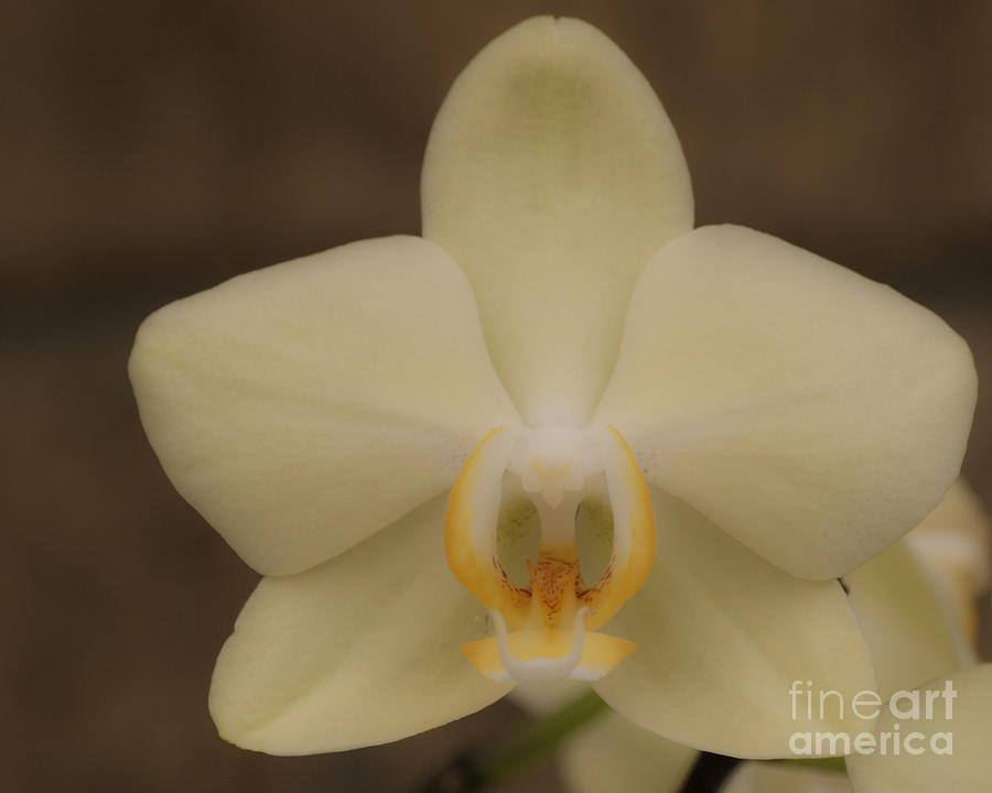 Soft Yellow Orchid Two Photograph by Ken Frischkorn