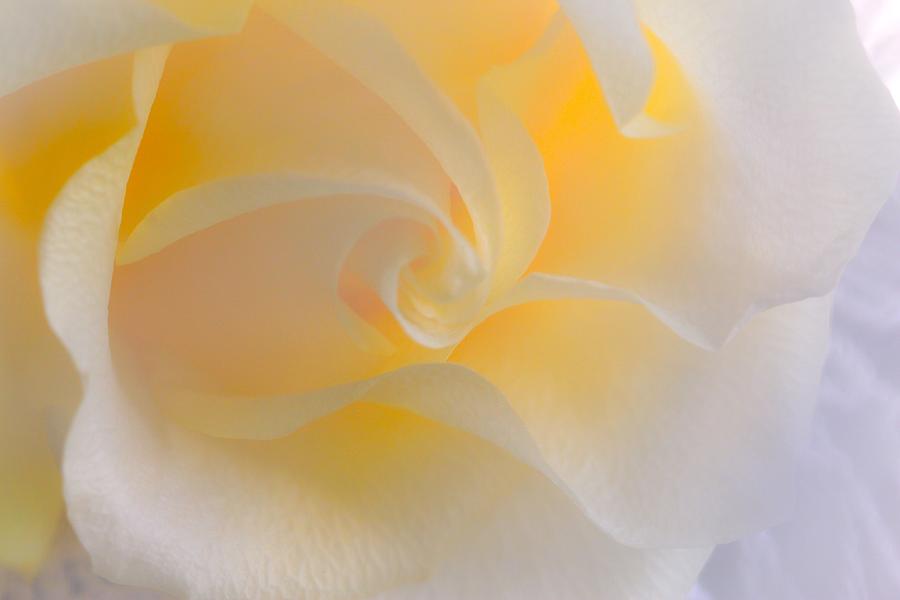 Soft Yellow Rose Photograph by Connie Grainger - Fine Art America