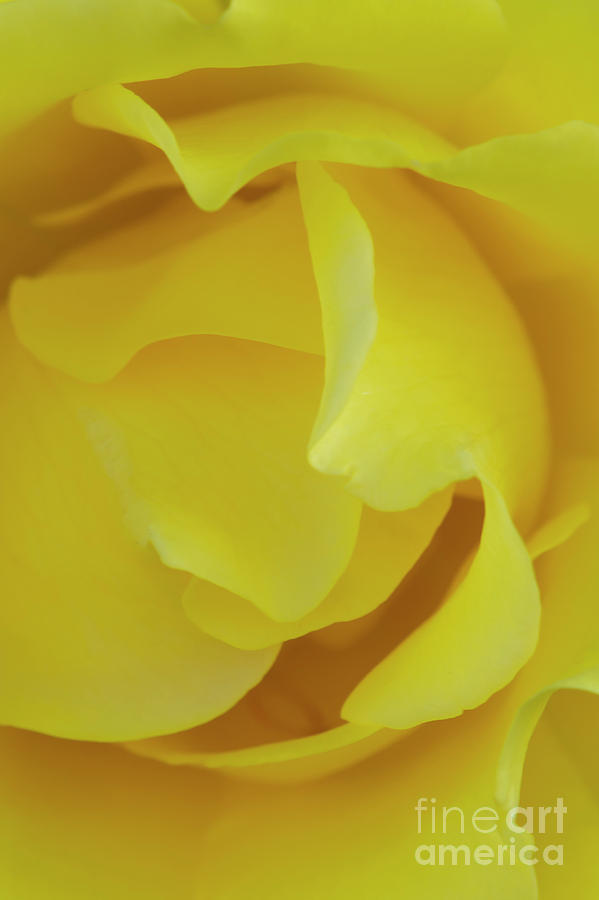 Soft Yellow Rose in Bloom Photograph by David Zanzinger