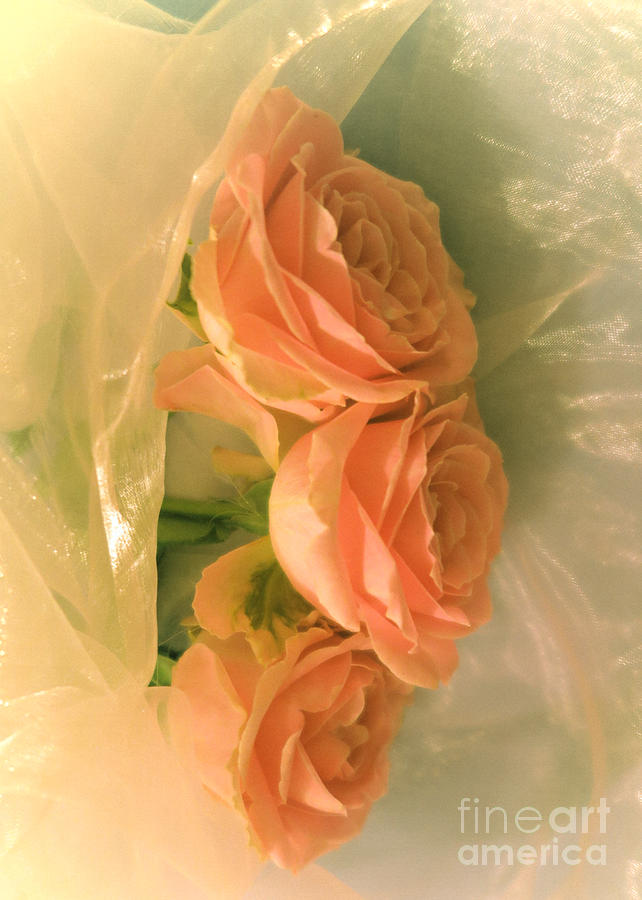 Soft Peach Roses Photograph by Tara Shalton