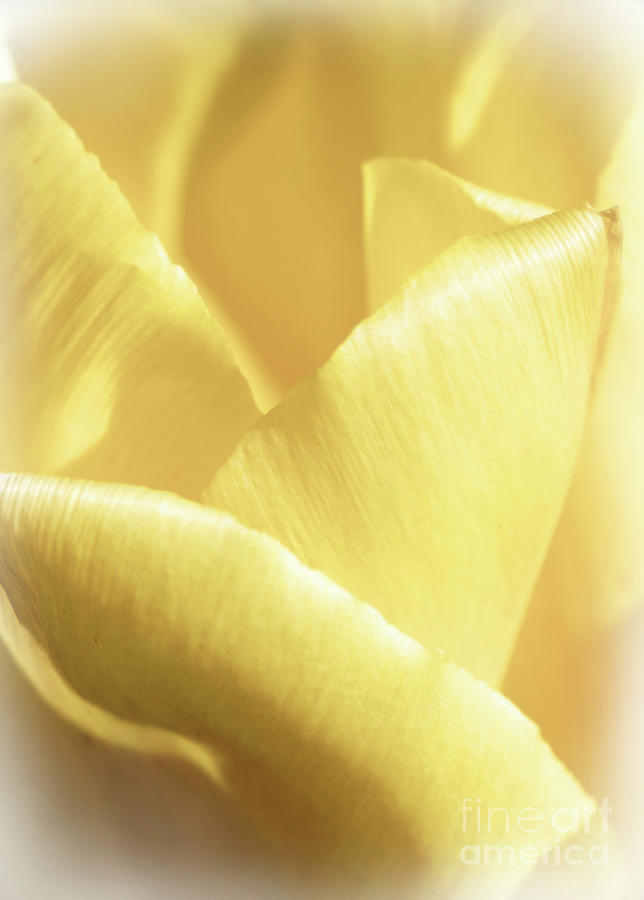 Soft yellow Tulip Abstract Photograph by Karen Adams