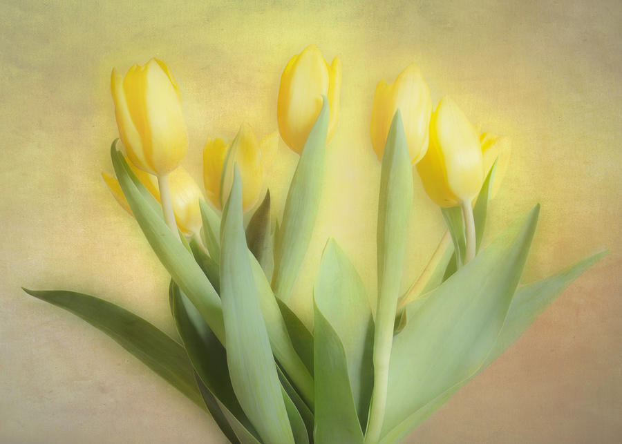 Soft Yellow Tulips Photograph