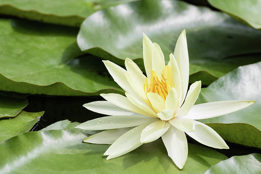 Soft Yellow Water Lily Photograph by Dawn Currie