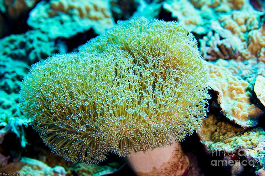 SoftCoral1Yap Photograph by Dan Norton