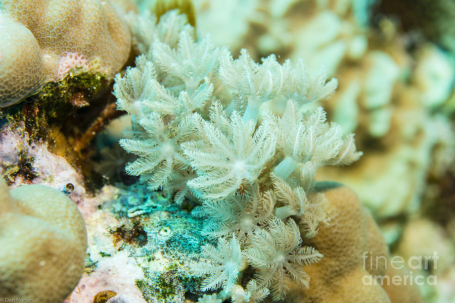 SoftCoral2 Yap Photograph by Dan Norton