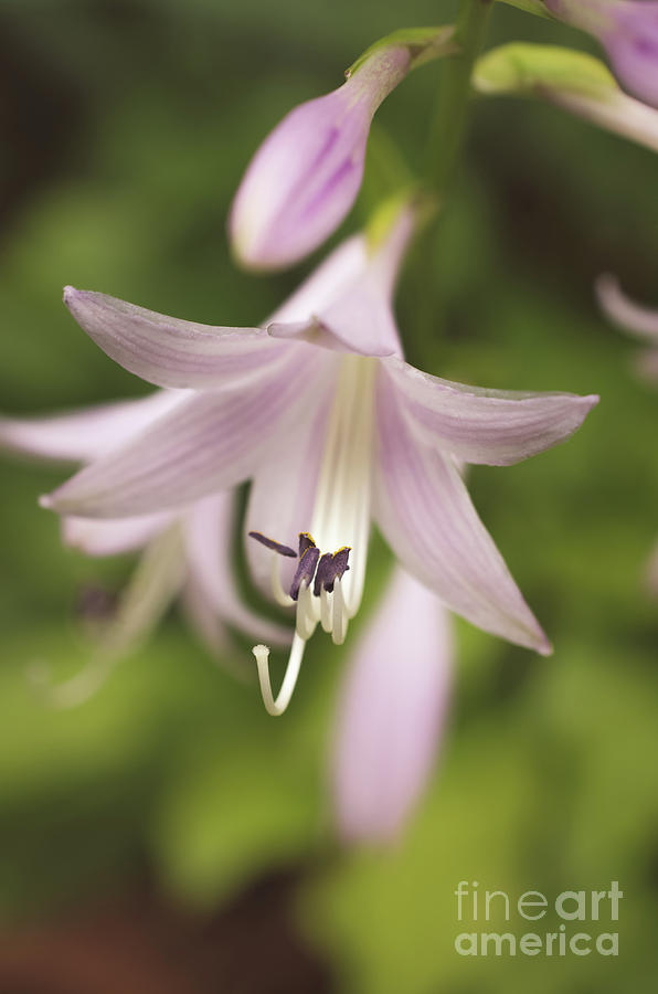Softened Hosta Bloom Botanical / Nature / Floral Photograph Photograph by PIPA Fine Art - Simply Solid