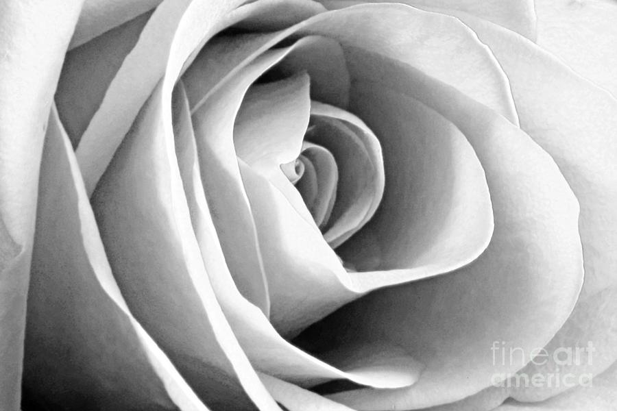 Softened Rose Photograph by Kelly Holm