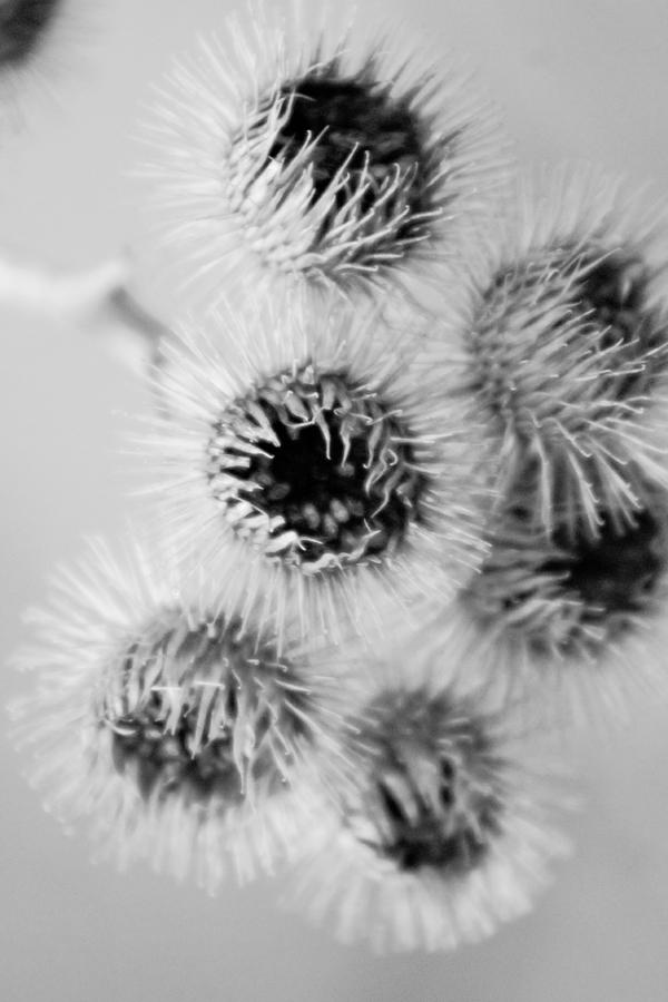 Xanthium Photograph by Karl Anderson