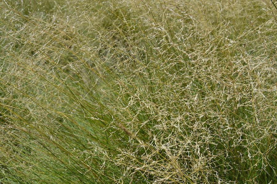 SoftGrass2 - Meadowlands Photograph by Pic Michel