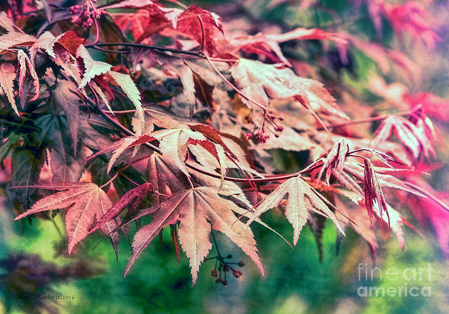 Softly Autumn Digital Art by Jean OKeeffe Macro Abundance Art