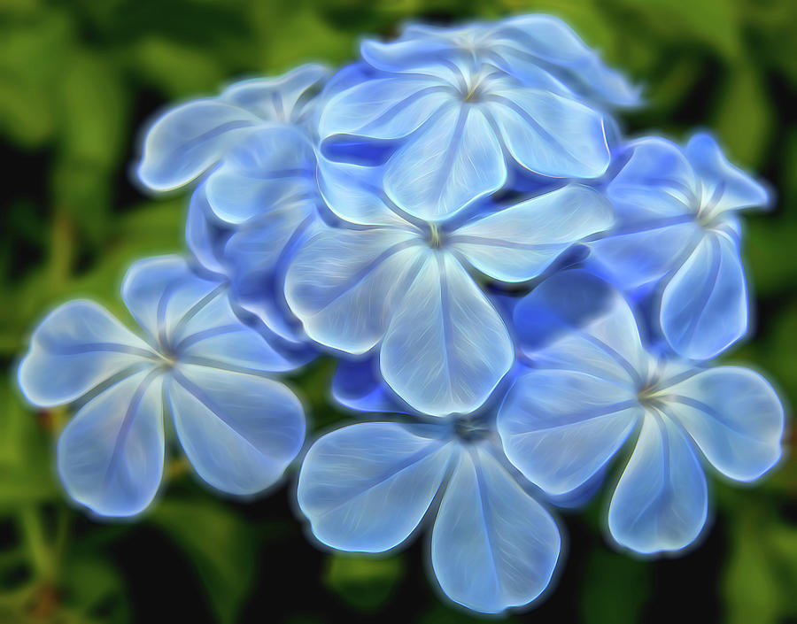 Softly Blue Photograph by Judy Vincent