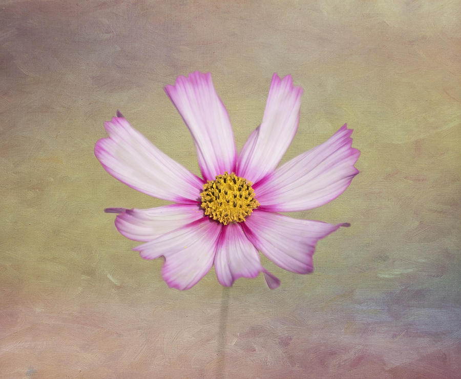 Flower Photograph - Softly Cosmos by Kim Hojnacki