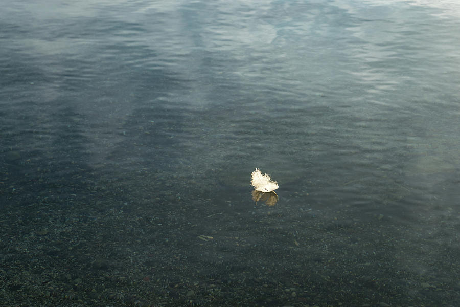 Softly Floating Plume Photograph by Georgia Mizuleva