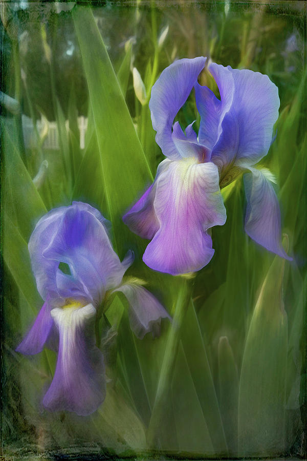 Softly Growing in the Garden Watercolors Painting  Photograph by Debra and Dave Vanderlaan