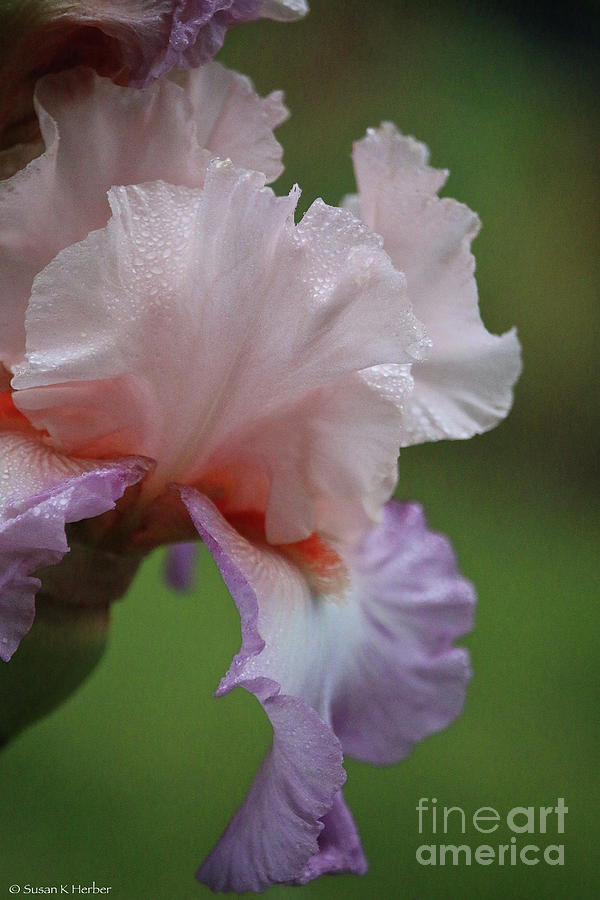 Softly Iris Photograph by Susan Herber