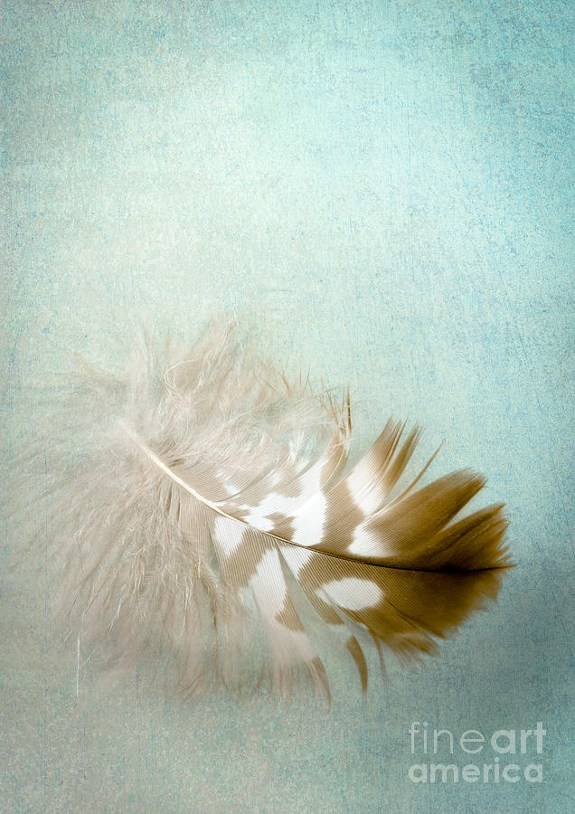 Feather Still Life Digital Art - Softly by Jan Bickerton