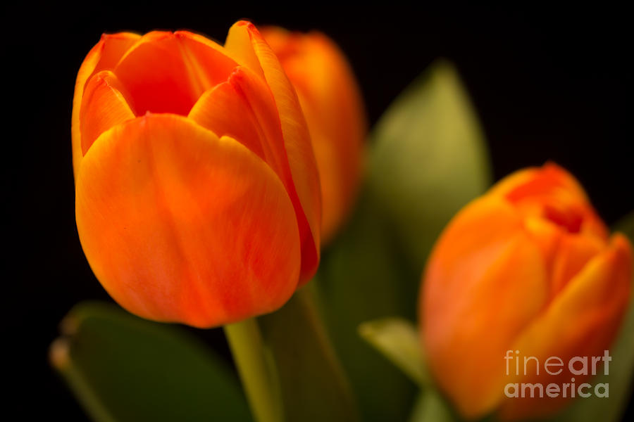 Spring Photograph - Softly Orange by Lisa Knauff