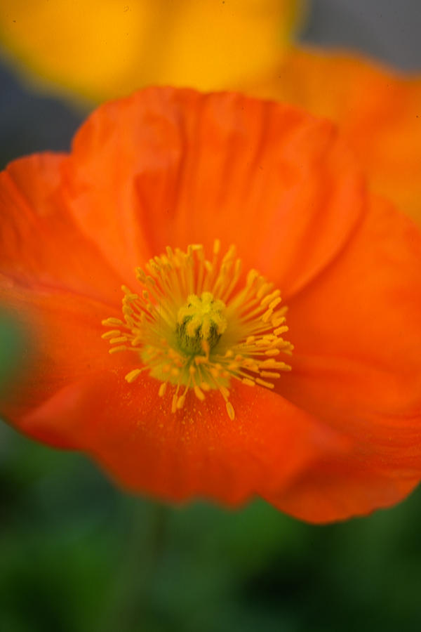 Flower Photograph - Softly Poppies by Kathy Yates