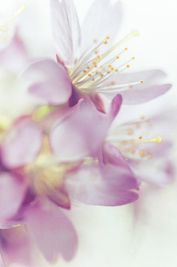 Softly Spoken. Spring Sakura Blossom Photograph by Jenny Rainbow