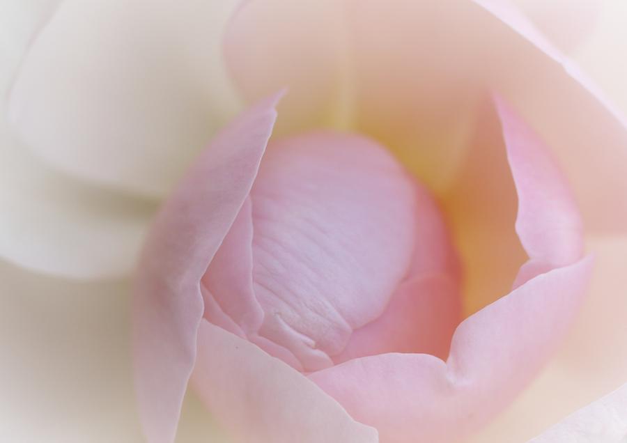 Softly Tender Photograph by The Art Of Marilyn Ridoutt-Greene