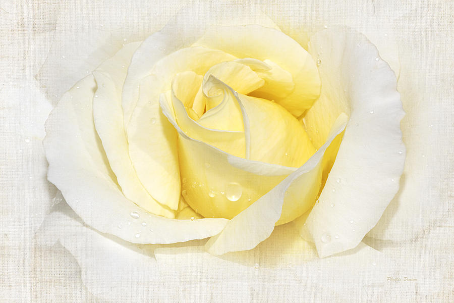 Softly Yellow Rose Photograph by Phyllis Denton