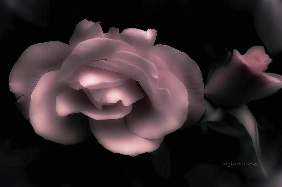 Softness in Pink Photograph by DigiArt Diaries by Vicky B Fuller