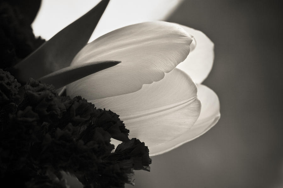 Flower Photograph - Lit Tulip by Marilyn Hunt